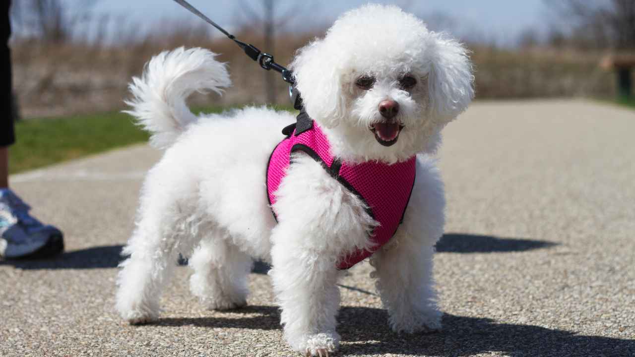 犬用ハーネス