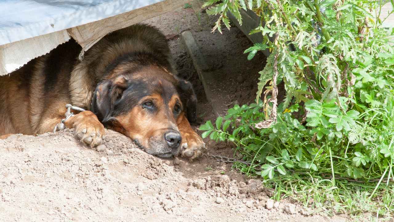 犬小屋の中