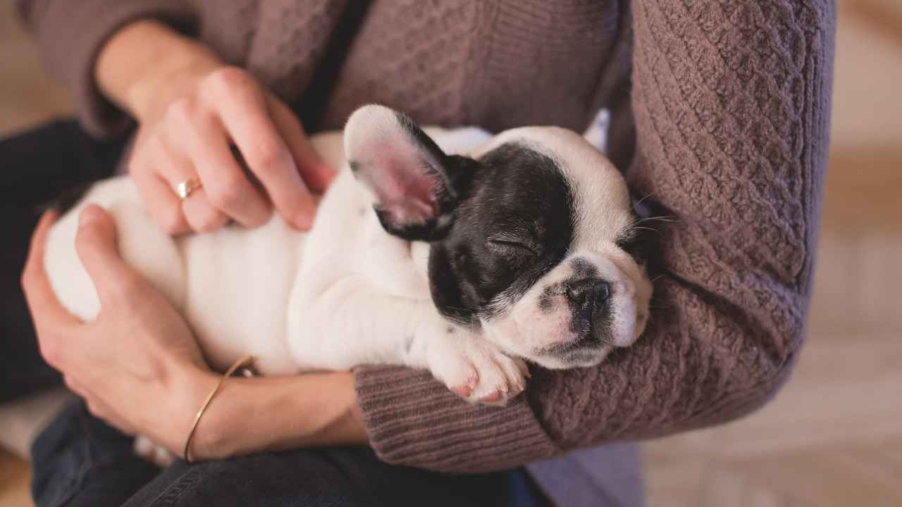 腕の中の子犬